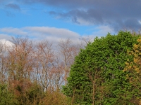 Contrast of trees.