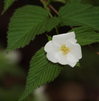 Wild Vine