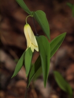 Sessile Bellwort