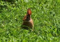 Swamp Rabbit run