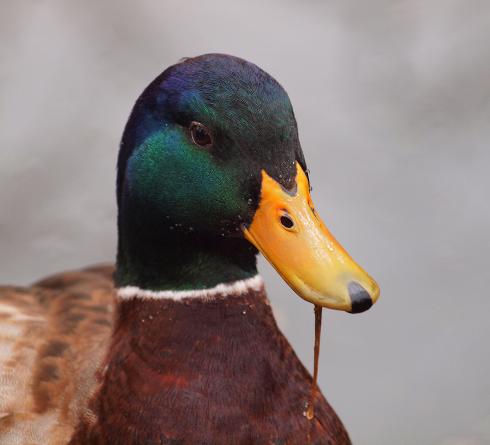 Mallard profile