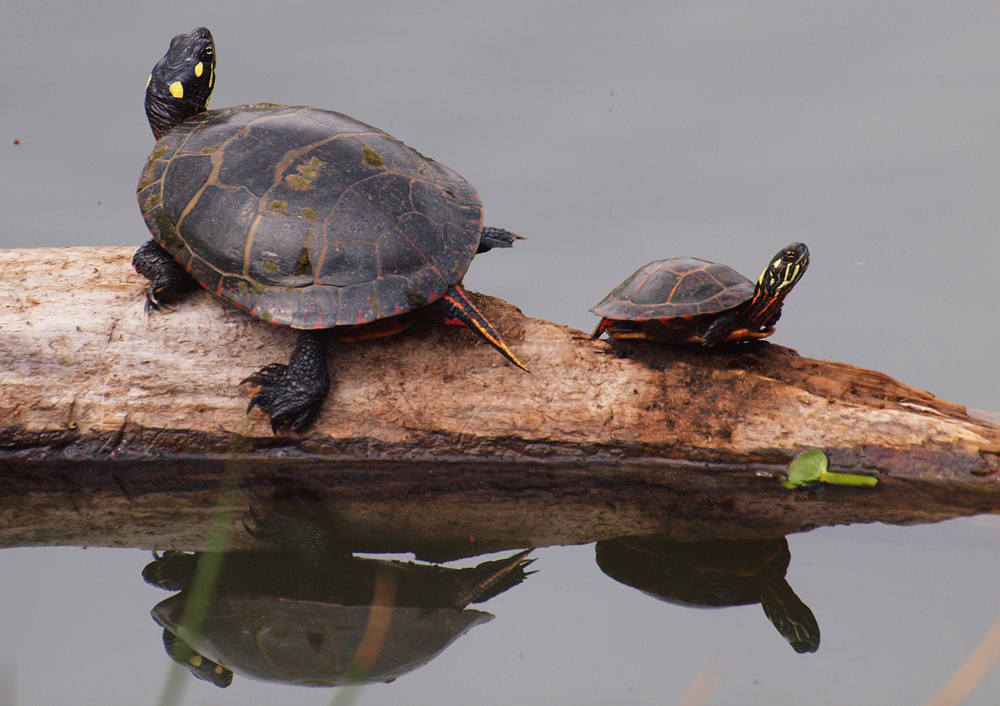 Turtles sunbathing