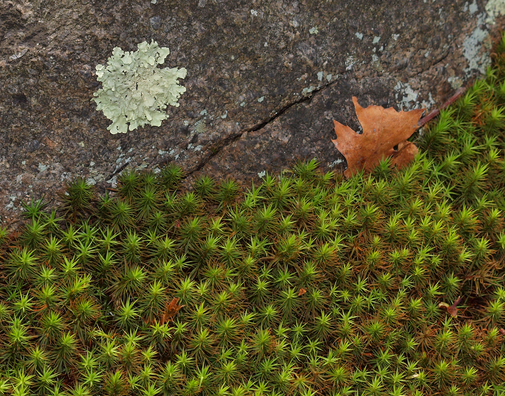Moss and Lichen