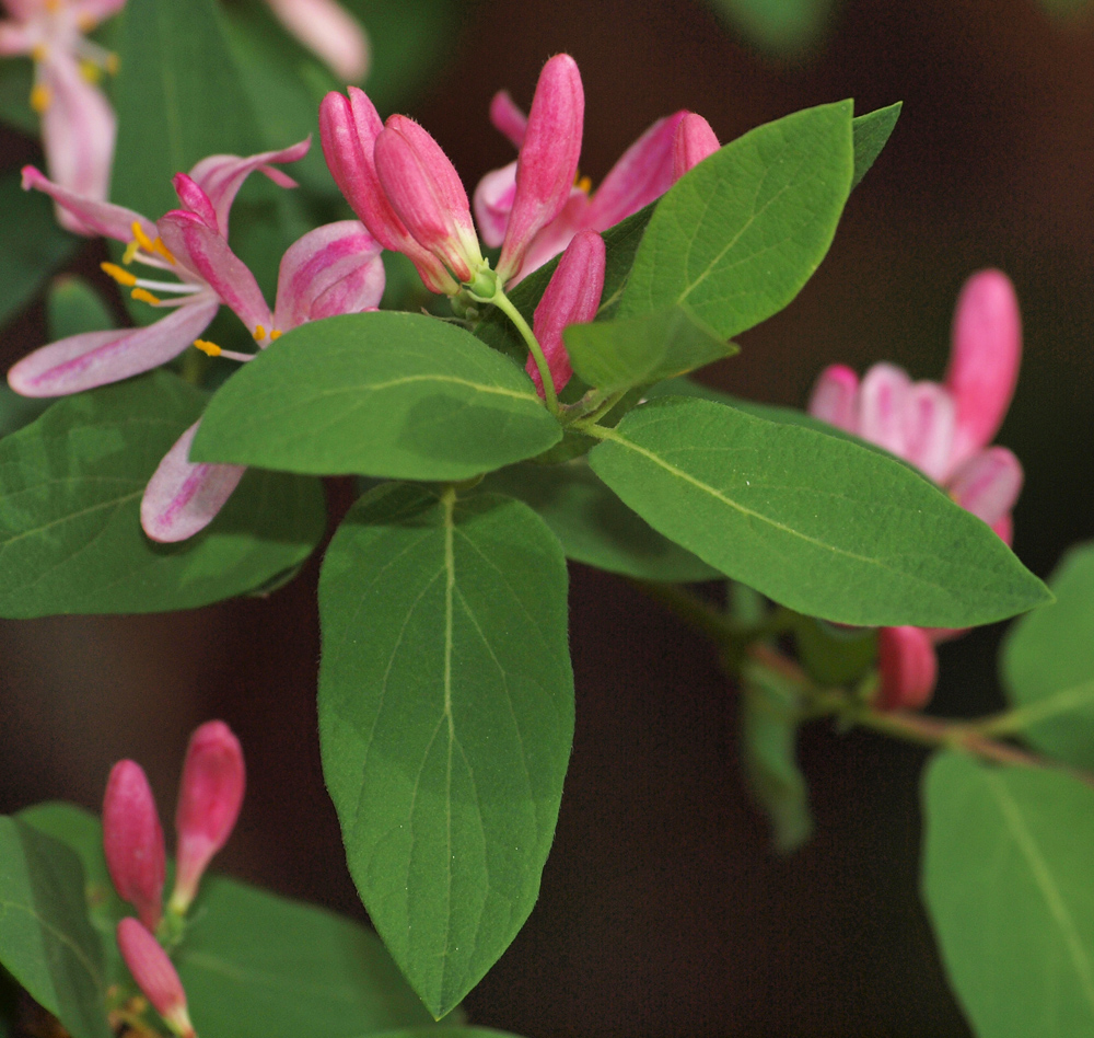 Pink Flower buds