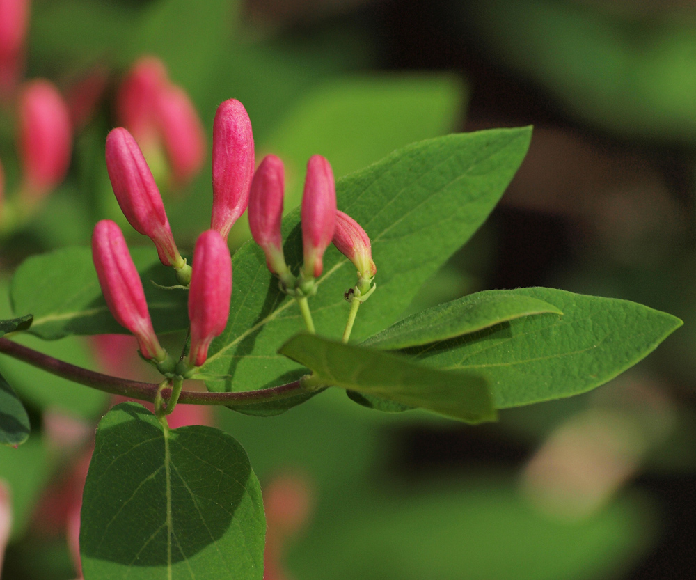 Pink Flower buds
