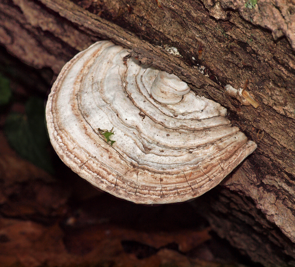 Bracken Fungi