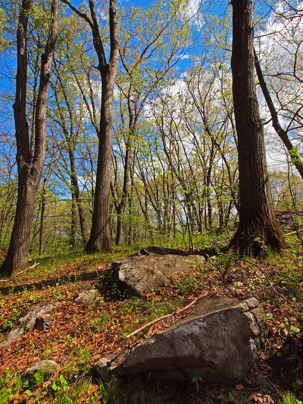 Woodland Redpines