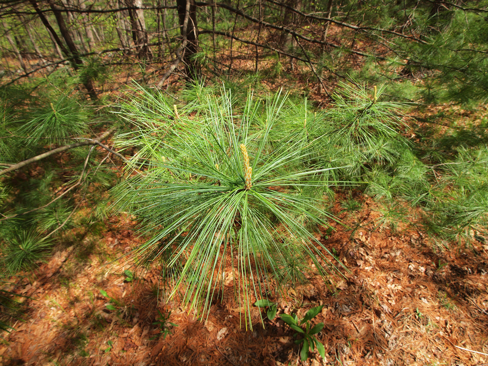 Long Leaf Pine needle