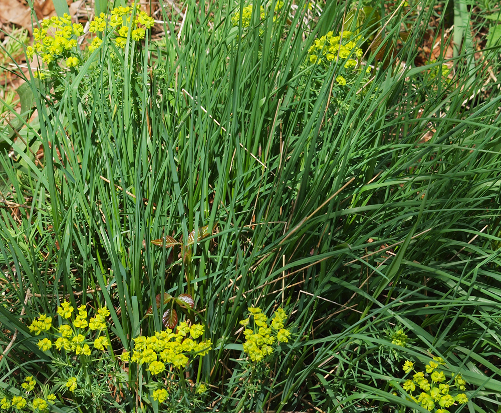 Unknown wild flower with rye grass