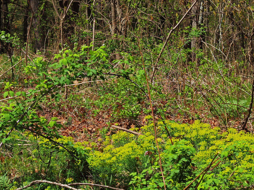 Wild vines