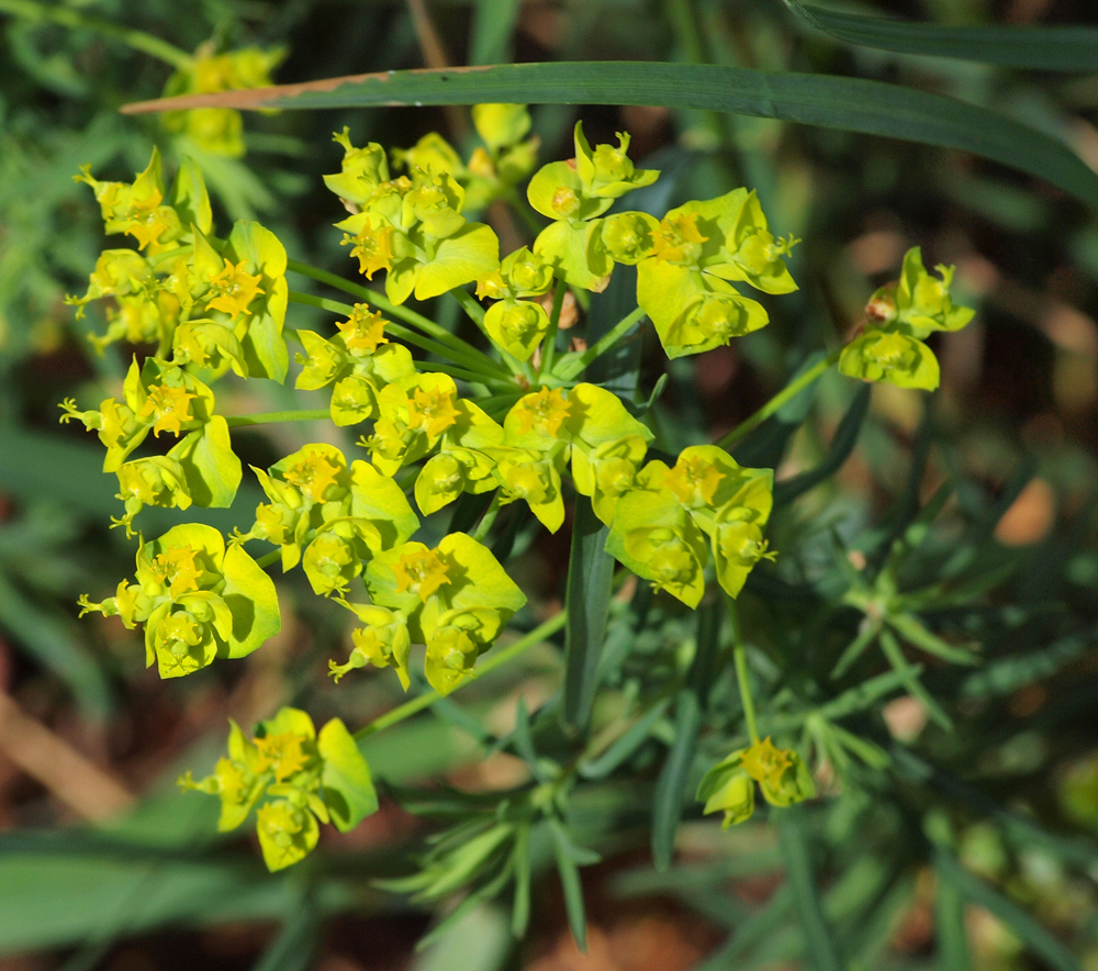 Unknown Flower