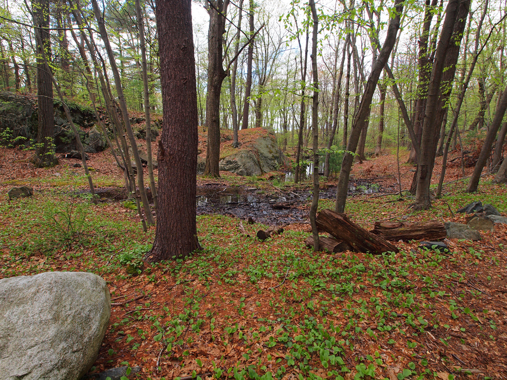 Woodlands and Lily of the valley