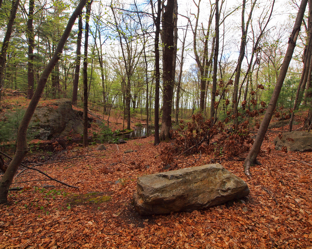 Rocks and Woodlands