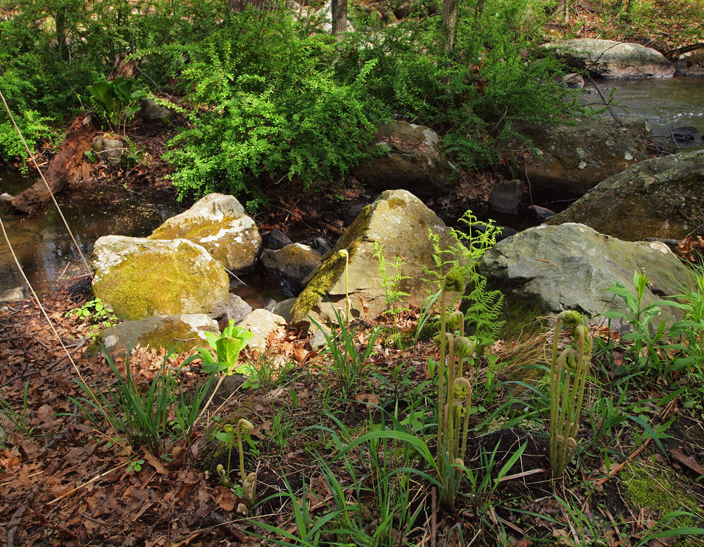 Like sulfur dust lichen