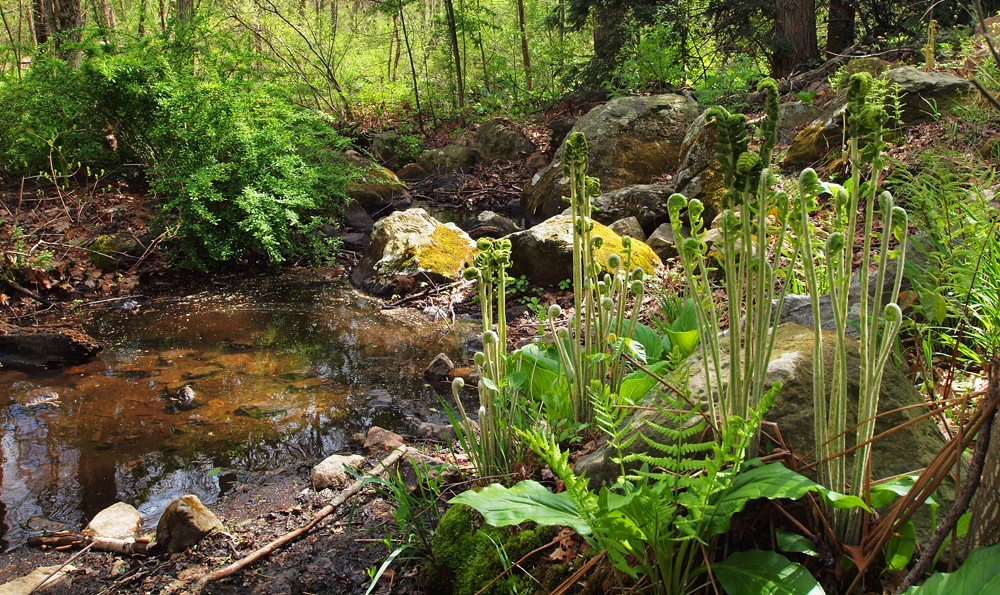 Ferns and lichen