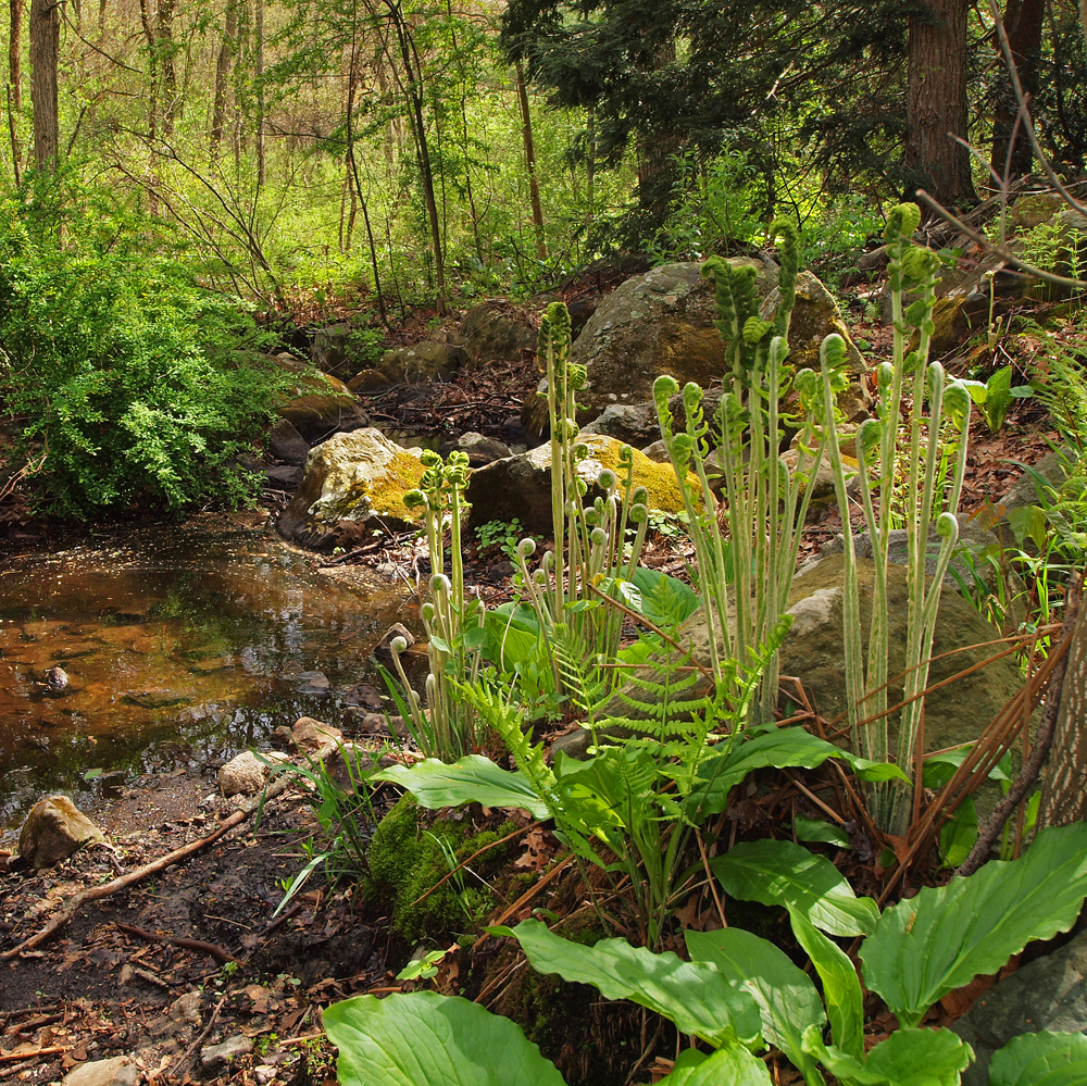 Lichen and Fern