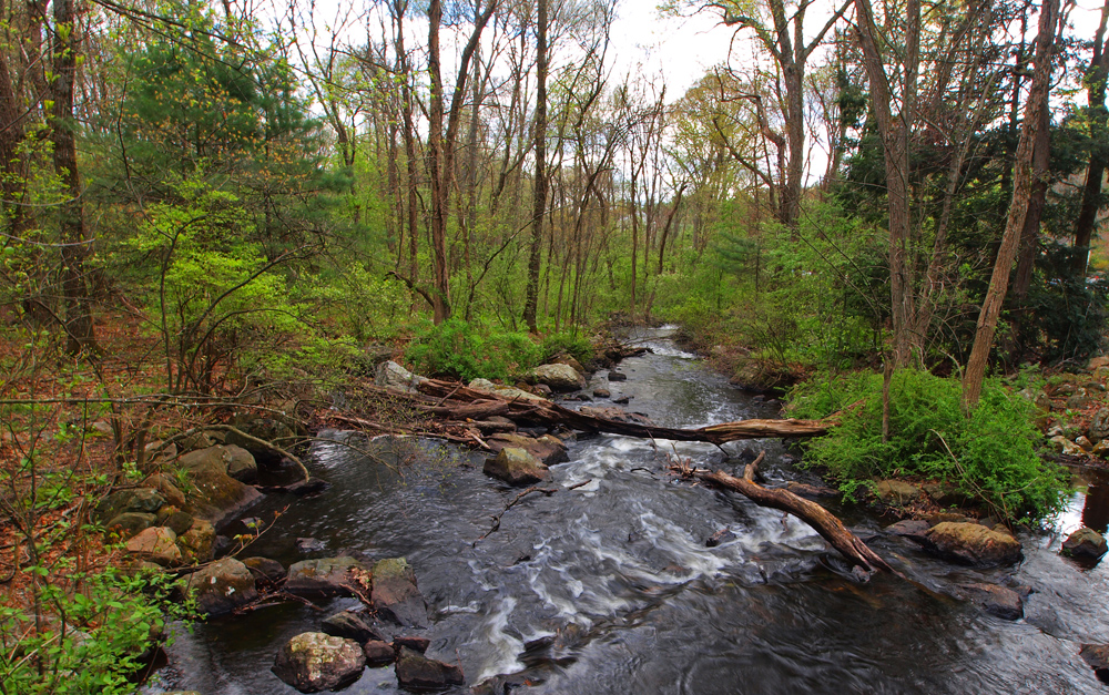 Wetlands