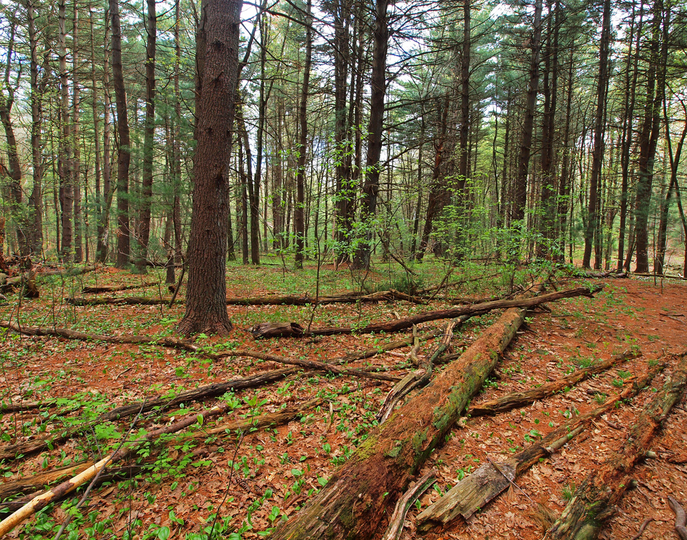 Red Pine and Long leaf pines