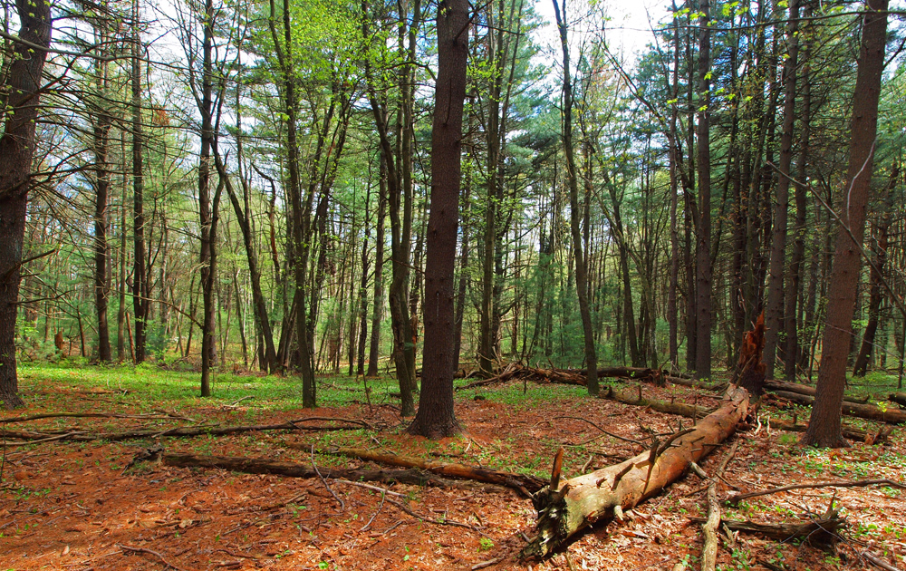 Woodlands