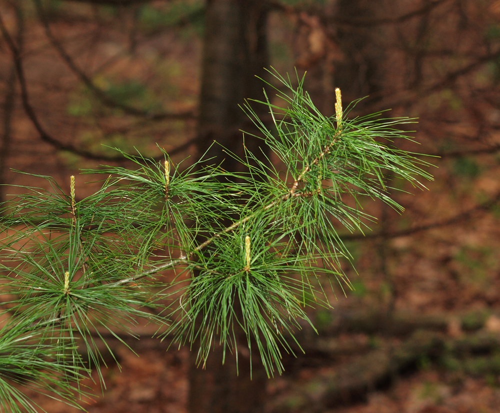 Long Leaf Pine