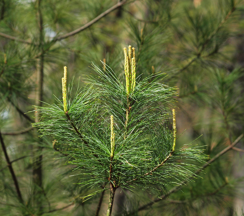 Long Leaf Pine
