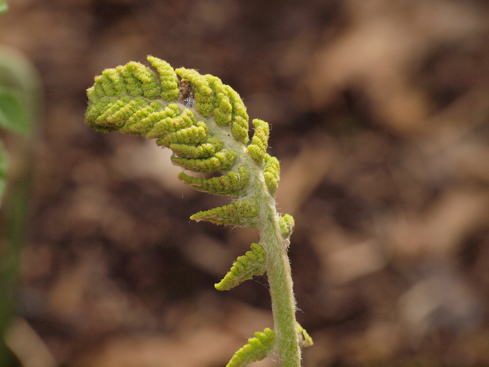 Ferns
