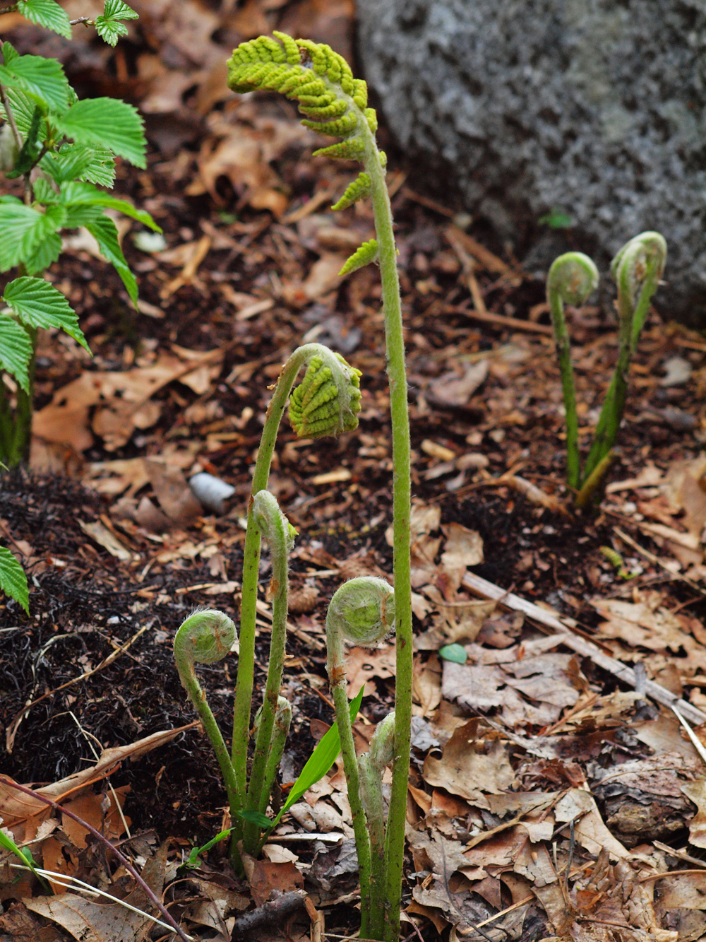 Ferns