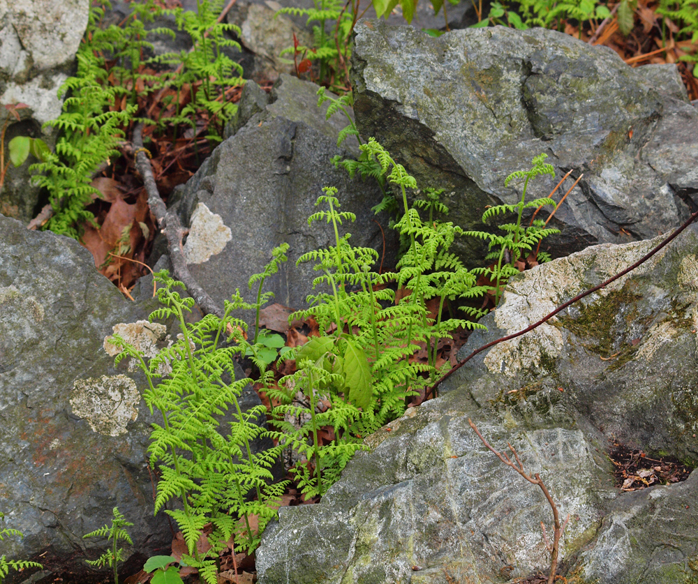 Rock and fern