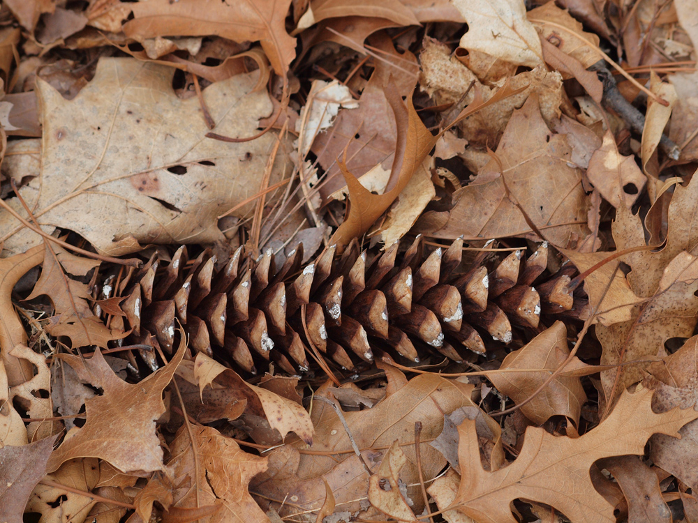 Eastern White Pine cone