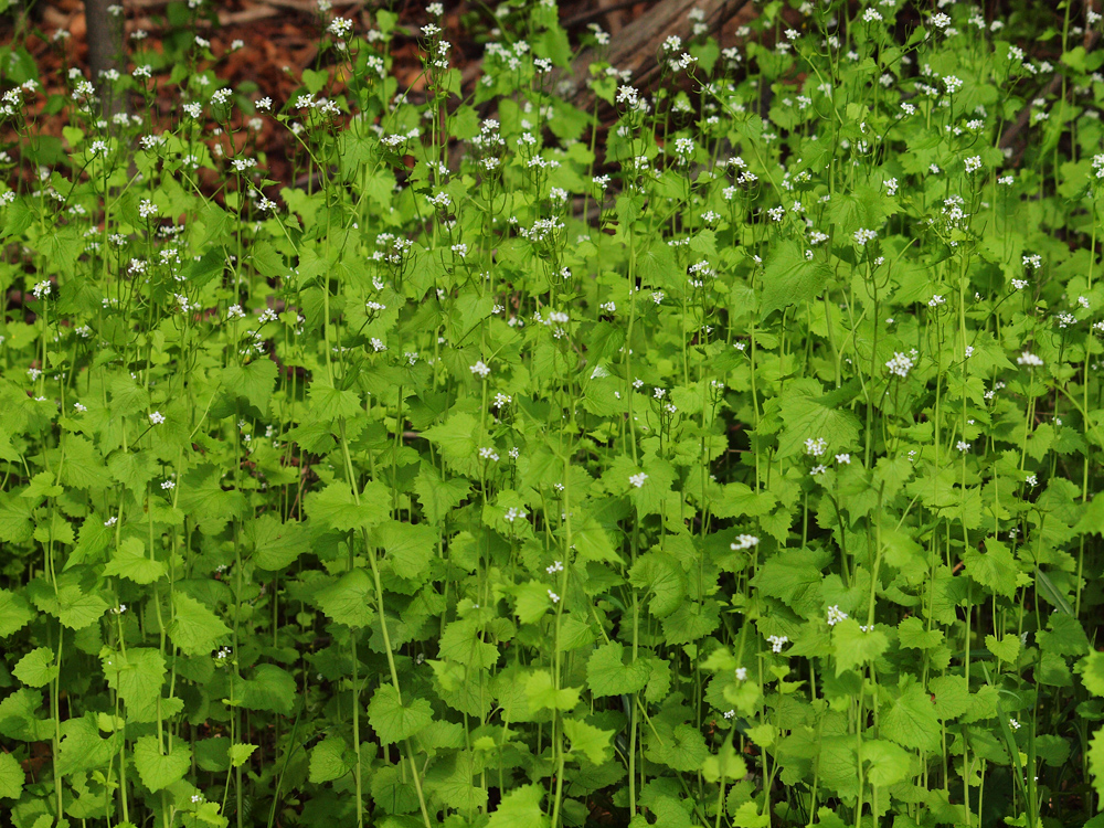 Wild group of white flower