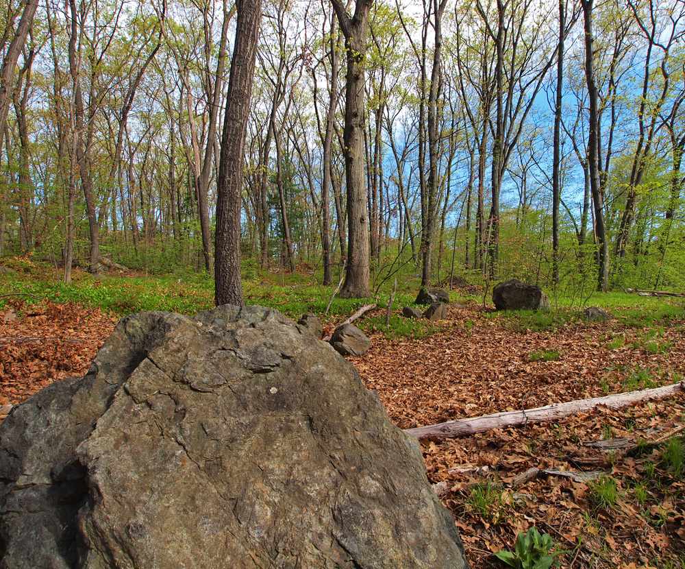 Large rock and oaks to background