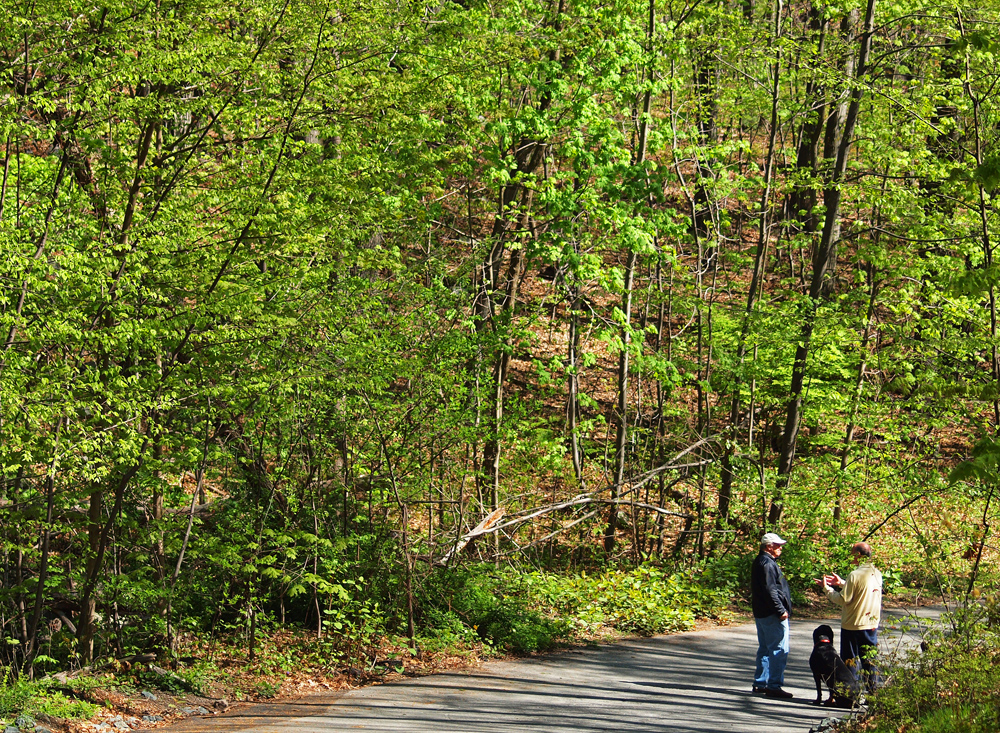 prospect Hill Main road trail