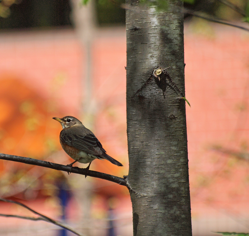 American Robin