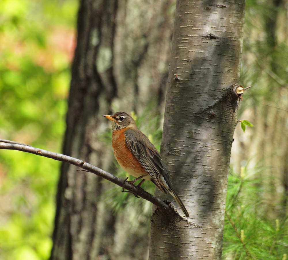 American Robin