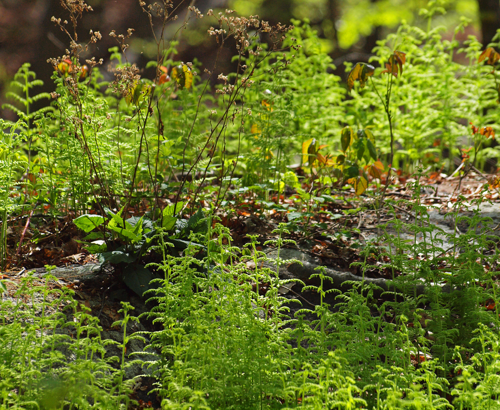 wild plants