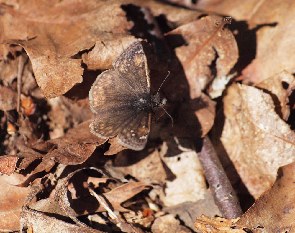 Moth nicely camouflaged