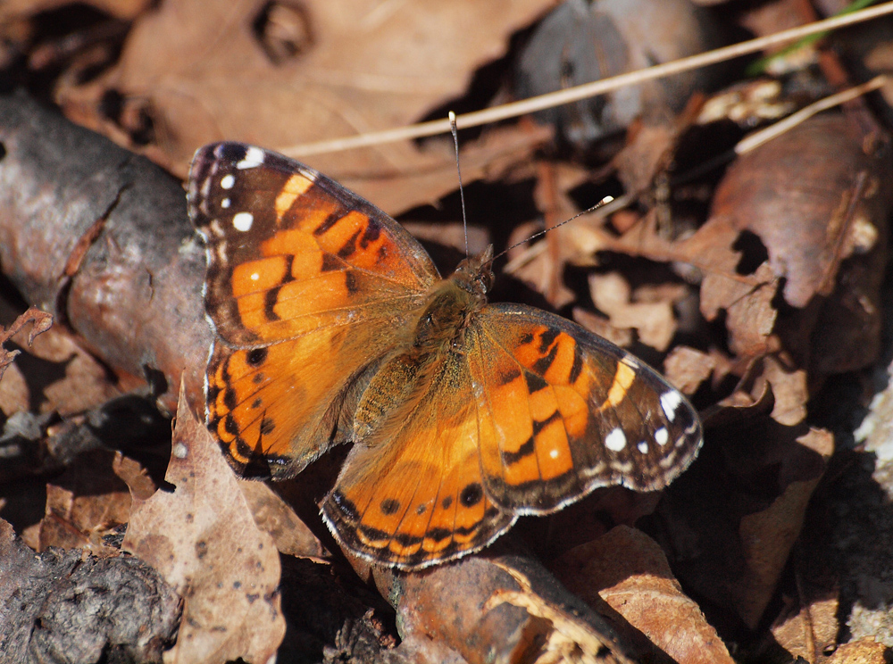 Painted Lady