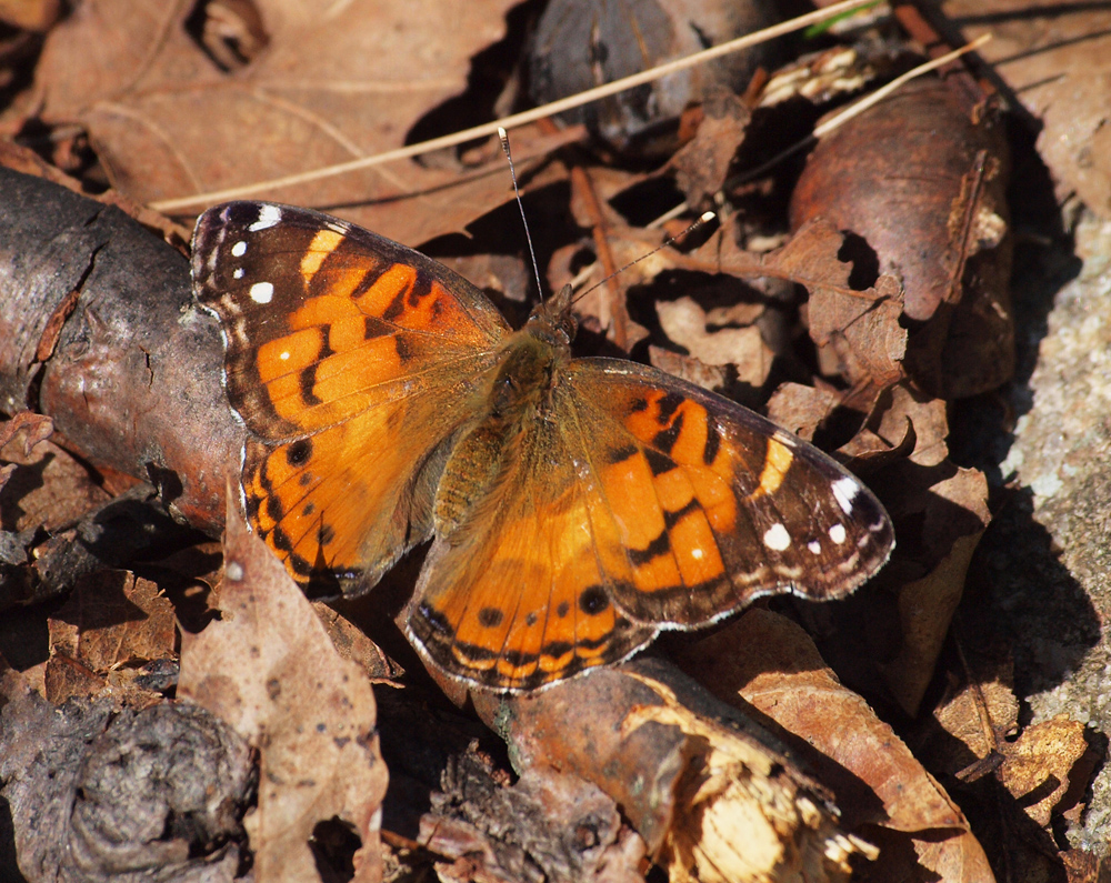Painted Lady