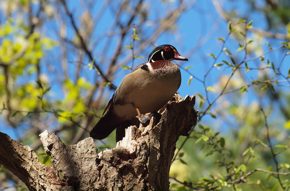 Wood duck
