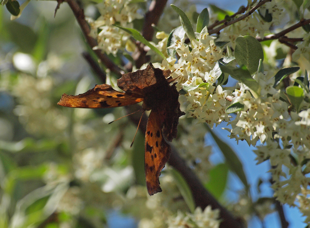 Leaf butterfly