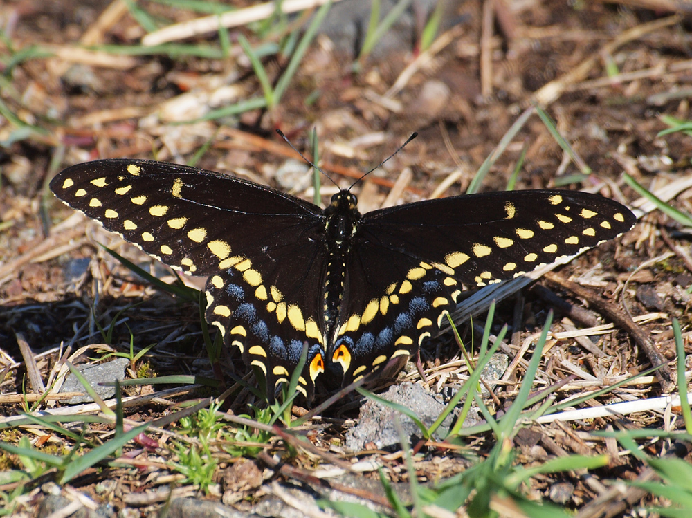 Swallowtail