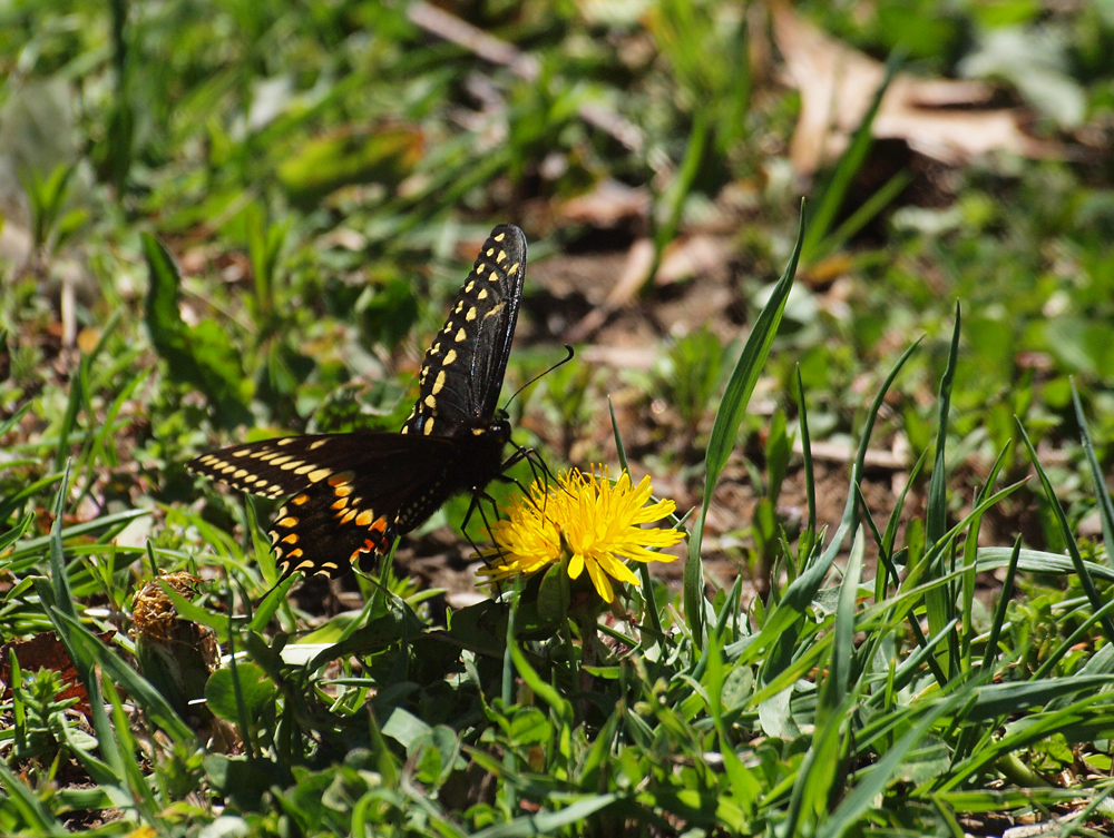 Swallowtail feeding