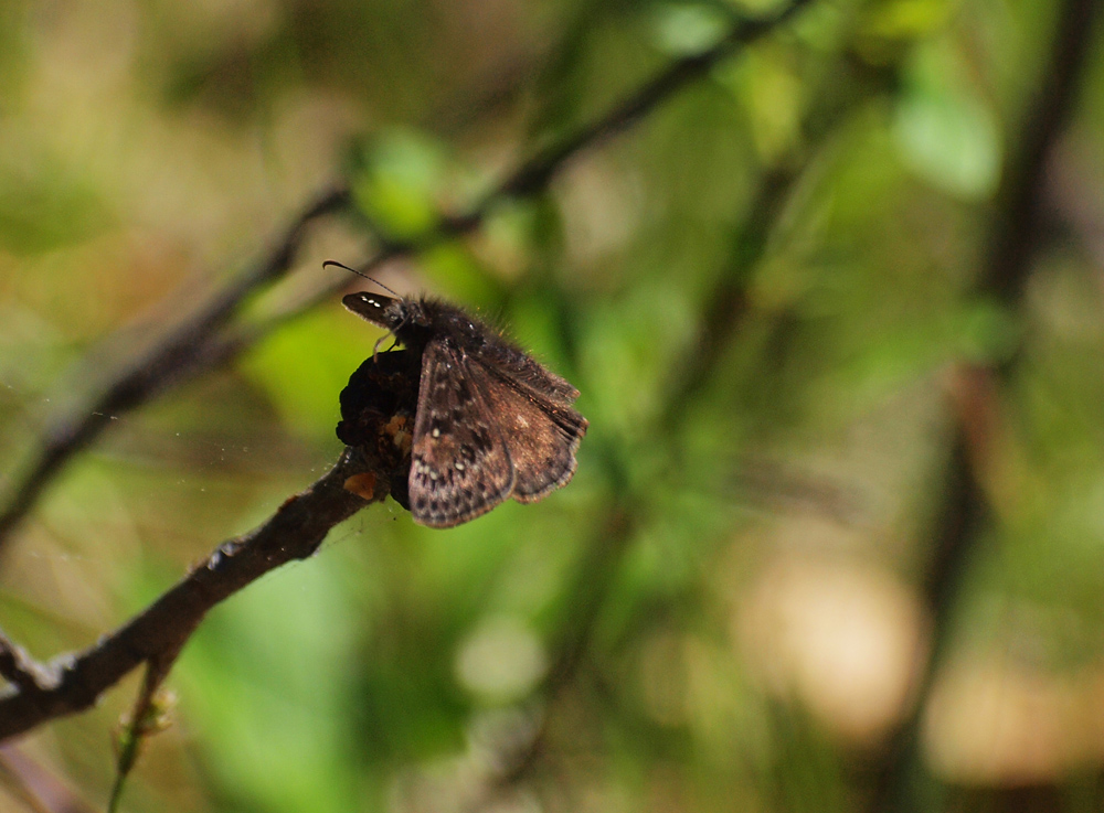 Moth resting