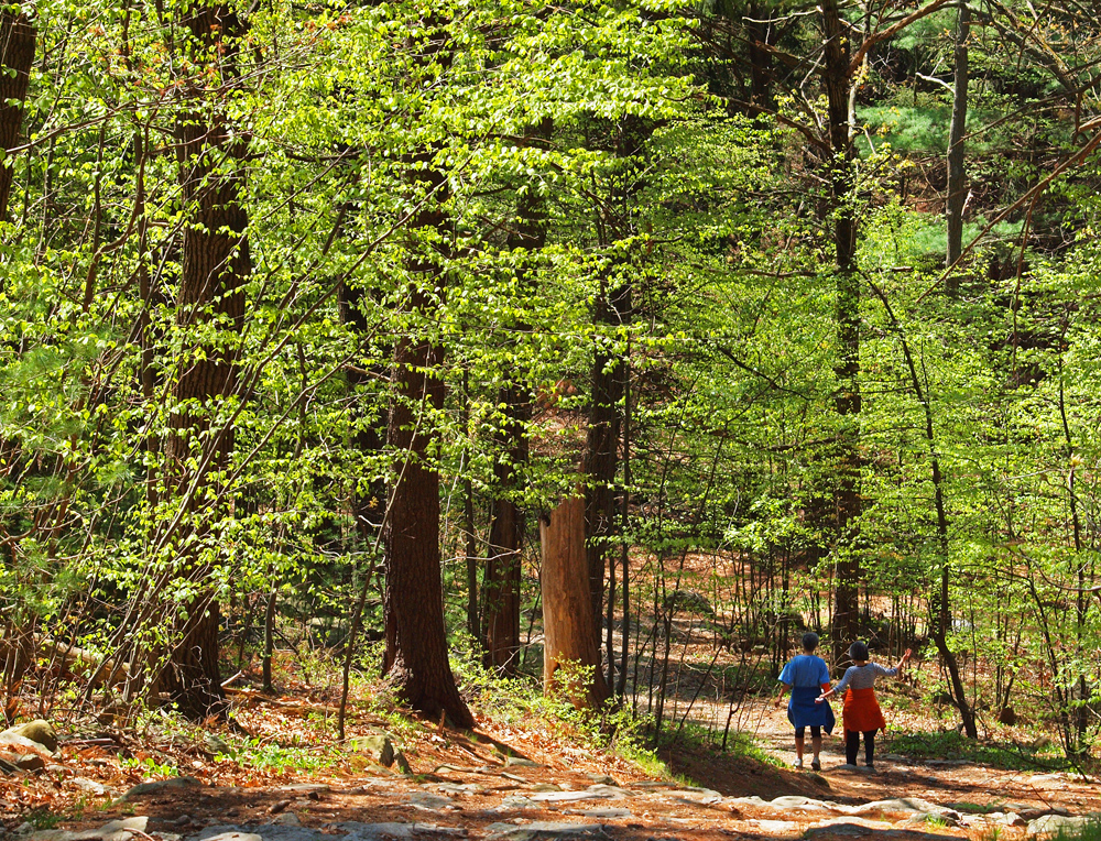 Woodland in spring