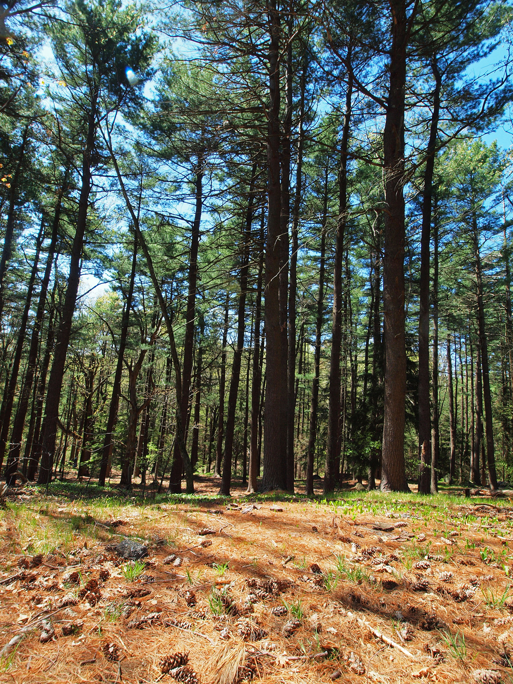 At forest edge