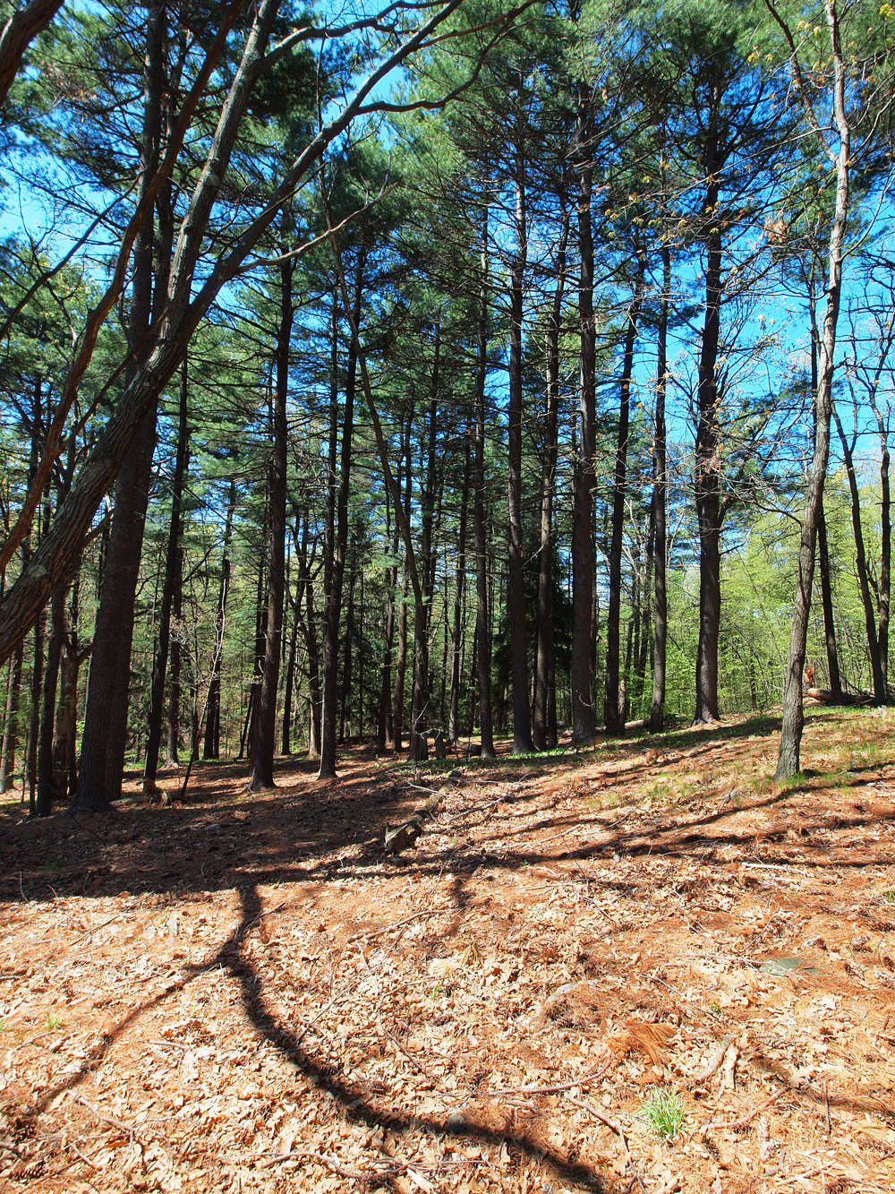 Woodlands and Pine cones