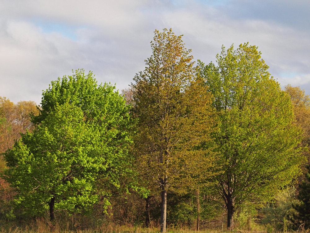 Oak trees
