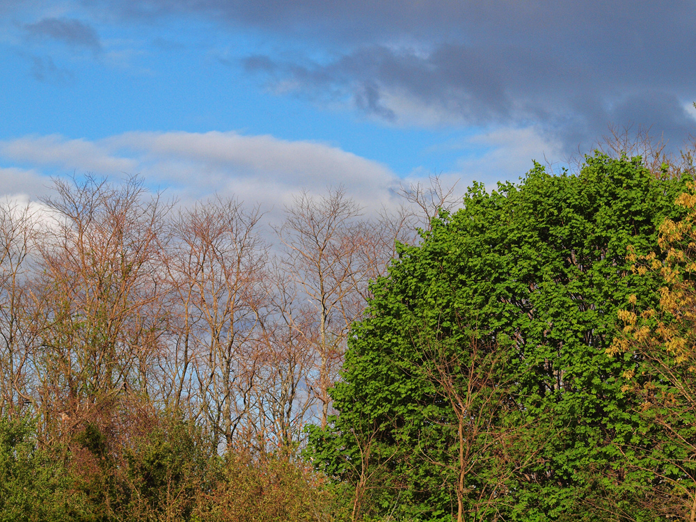 Contrast of trees.