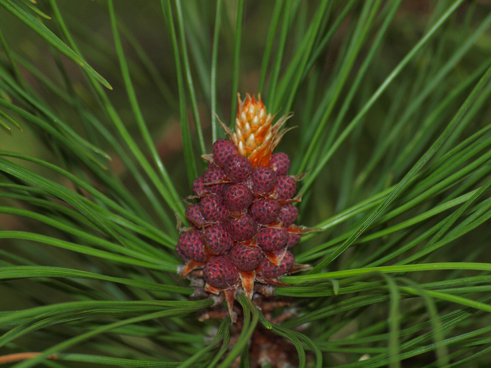 Red Pine Bud