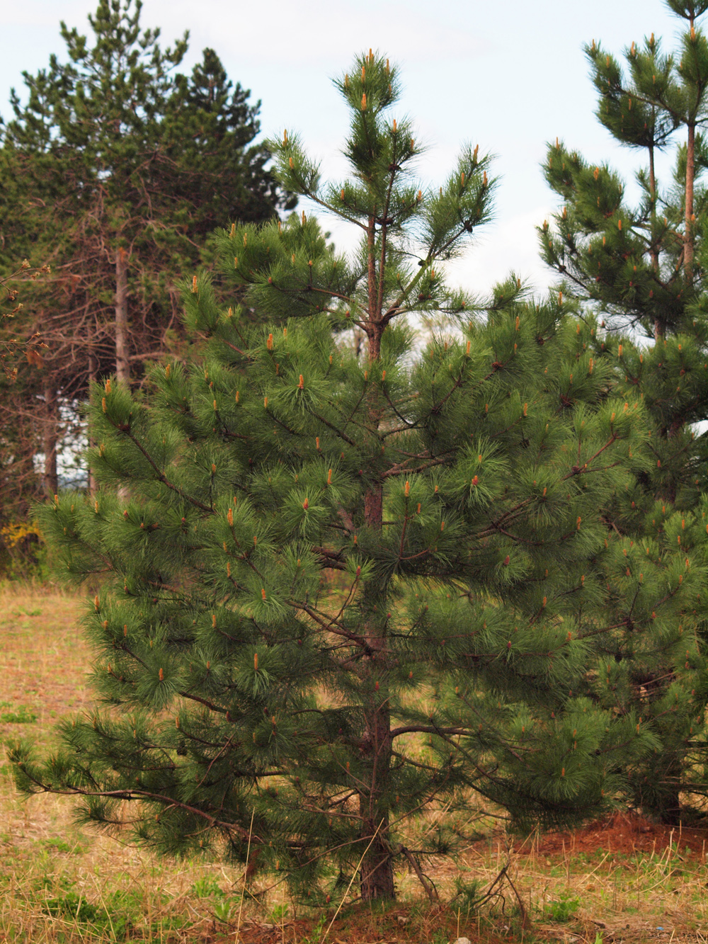 Young Red Pine